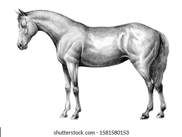 horse sketches and drawings