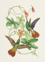 Beautiful Hummingbird Illustration On A Textured Watercolor Paper Background.