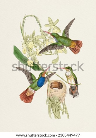Beautiful hummingbird illustration on a textured watercolor paper background.
