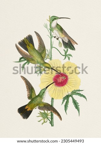 Beautiful hummingbird illustration on a textured watercolor paper background.