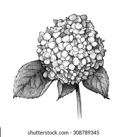 Beautiful hydrangeas. Hand drawn artwork. Love bohemia concept for wedding invitations, cards, tickets, congratulations, branding, boutique logo, label. Gift for young girl and women. Black and white