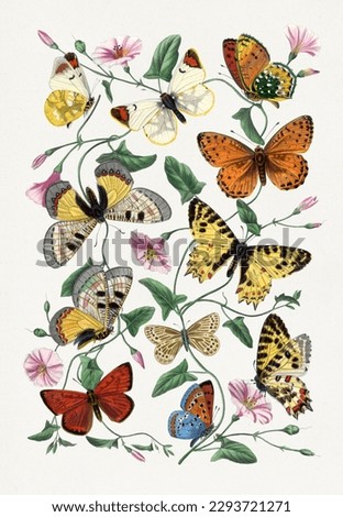 Beautiful illustration of butterflies and flowers.