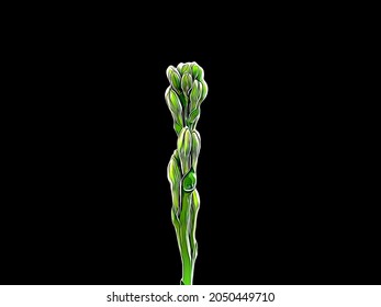 Beautiful illustration of Tuberose flower buds isolated on plain black background