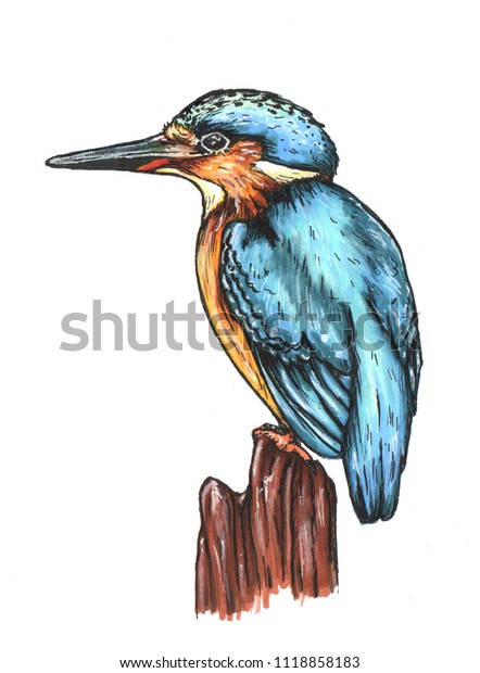 Beautiful kingfisher bird\
illustration