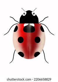 Beautiful Ladybug Isolate White Background for illustration