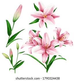 Botanical Illustration Set Lilies Blooms Stock Illustration 1790344652