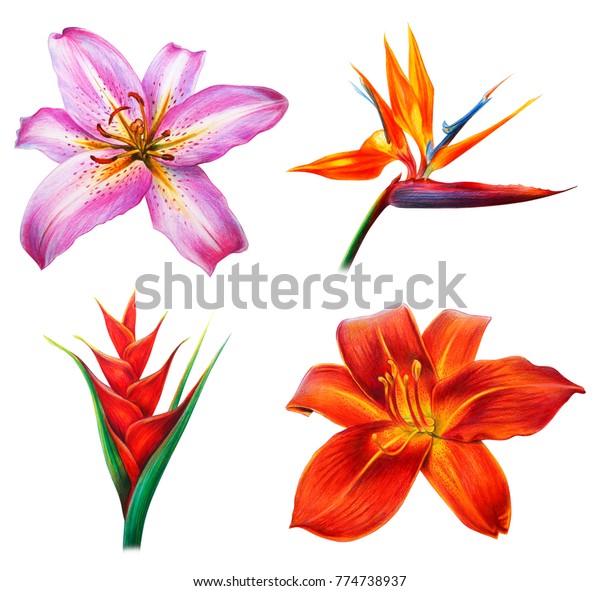 Schone Lilien Und Tropische Blumen Zeichnen Stockillustration