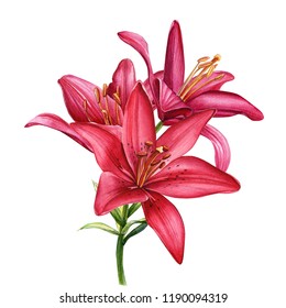 beautiful lily branch, red flowers on an isolated white background, watercolor illustration, greeting card