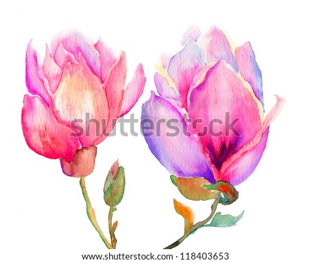 Image, Stock Photo Magnolia flowers with purple blossom on white