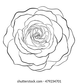 Beautiful Monochrome Black White Rose Isolated Stock Illustration ...