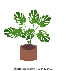 Beautiful Monstera Plant Illustration Looks Fresh Stock Illustration