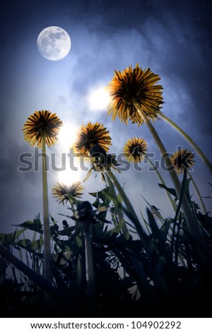 Similar – Mit Löwenzahn und Hummel gen Sonne