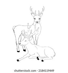 Beautiful noble deer are ruminant mammal in family  Side view  monochrome freehand ink drawn background sketchy in art scribble style pen paper and space for text