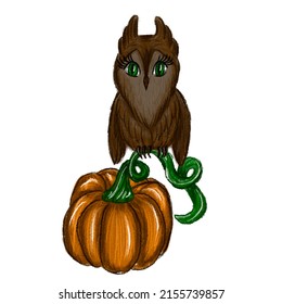 beautiful owl hand-drawn illustration of pumpkin bird halloween autumn for postcard poster