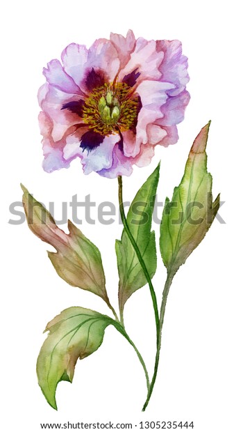 茎の上に緑の葉を持つ美しいパエオニアのシュフルチコサ 中国の牡丹 の花 白い背景にピンクと紫の花 水彩画 手描きの植物イラスト のイラスト素材