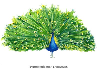 beautiful peacock drawing and open tail an isolated white background  beautiful watercolor bird  hand drawing