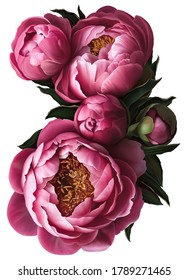 Beautiful peonies isolated on white background. Drawn flowers in marsala color. Macro. Element for design. 庫存插圖