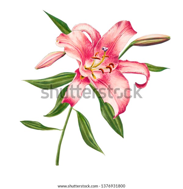 美しいピンクリリーの構図 花束 花柄 マーカーの描画 水彩画 結婚式と誕生日 グリーティングカード 花のペイントされた背景 手描きのイラスト の イラスト素材