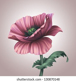 beautiful pink poppy flower with leaf
