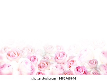 Beautiful Pink Rose Flower Frame Stock Illustration 1492968944