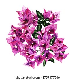Beautiful purple flowers of bougaivillea. Realistic watercolor image isolated on white background. Good design element for romantic greeting card, wedding invitation and season decorations