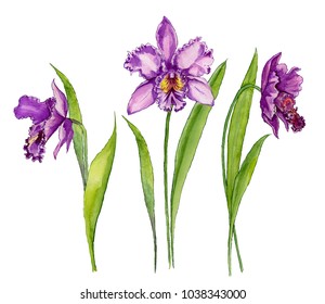 Beautiful purple orchid (Cattleya) flower on a stem with green leaves. Isolated on white background. Set of three flowers. Watercolor painting. Hand drawn. 