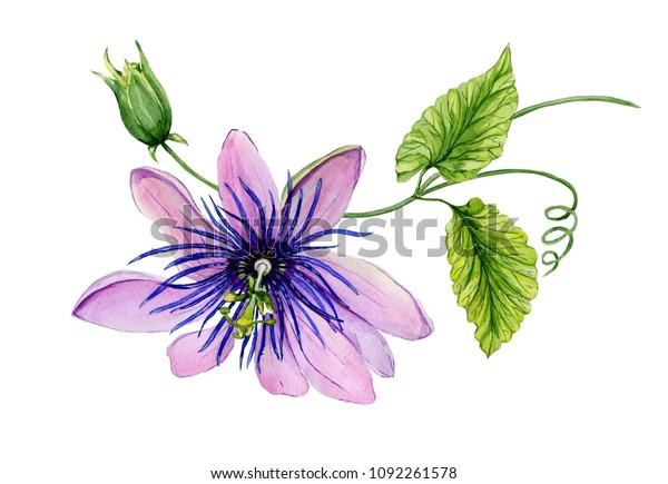緑の葉と細い枝の上に美しい紫のトゲ トゲの花 白い背景に 水彩画 手描きの花柄のイラスト のイラスト素材