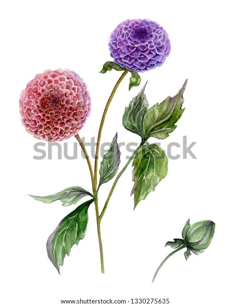 緑の葉を持つ茎の上に美しい紫と赤いダリアの花 白い背景に花のセット 水彩画 手描きのイラスト のイラスト素材