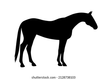 Beautiful Race Horse Standing Gracefully Motionless. Silhouette For Create A Stencil