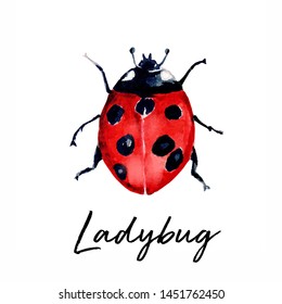 Beautiful Red Lady Bug Art Illustration