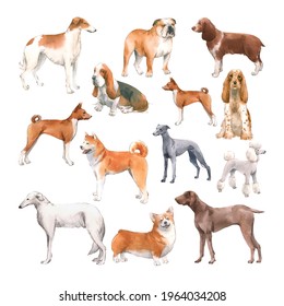 Beautiful Set With Cute Watercolor Hand Drawn Dog Breeds Cocker Spaniel Greyhound Hound Basenji And Russian Greyhound Whippet . Stock Illustration.