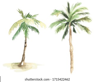 Beautiful Set Of Watercolor Isolated Palm Trees