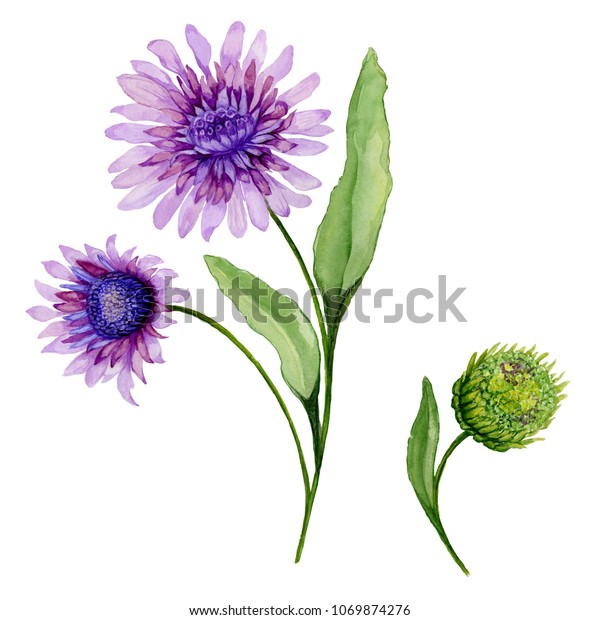美しい春の花柄のイラスト 白い背景に紫のデイジー 葉と閉じたつぼみのある茎の花 水彩画 手描きの画像 のイラスト素材 Shutterstock
