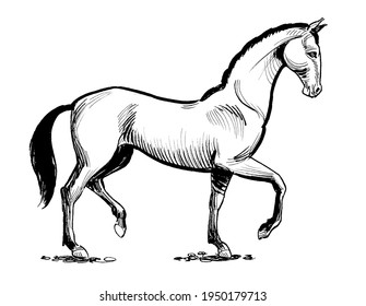 Beautiful Standing Horse. Ink Black And White Drawing