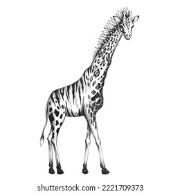 Beautiful Stock Hand Drawn Clip Art Illustration With Chimera Giraffe Animal.