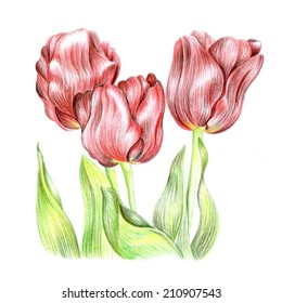Pencil Drawing Flower Images Stock Photos Vectors