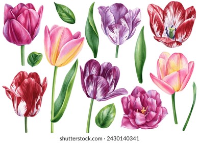 Beautiful tulips, spring flowers set isolated on white background. Watercolor hand drawing Botanical painting, clipart