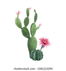 Beautiful Watercolor Cactus Seamless Pattern Hand Stock Illustration ...
