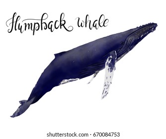 Beautiful Watercolor Illustration Of Humpback Whale Isolated On White