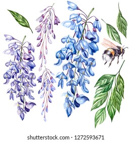 Beautiful watercolor set witt flowers of wisteria, leaves and bee. Illustration