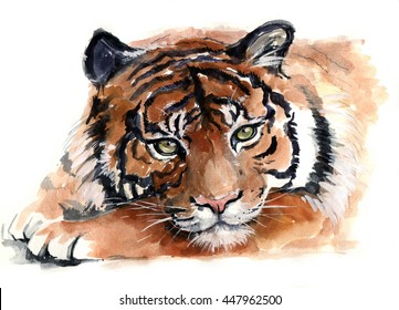 白い背景に美しい水彩虎 動物の水彩ジャングルのシルエットアートスケッチ 野生動物のアートイラスト 布地 はがき グリーティングカード 本のビンテージグラフィック のイラスト素材
