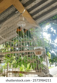 beautiful when chirping, really beautiful🦜