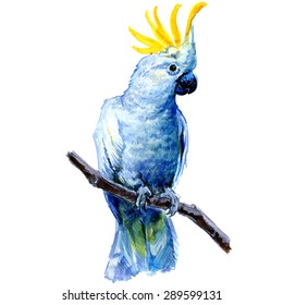 Cockatoo Drawing Images Stock Photos Vectors Shutterstock