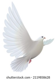 Beautiful White Color Columbidae Flying Moment Stock Illustration ...