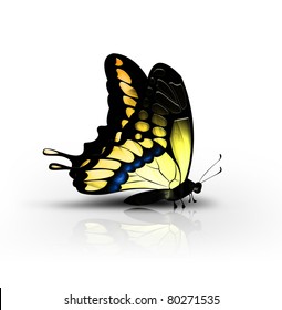 beautiful yellow butterfly on a white background - side view