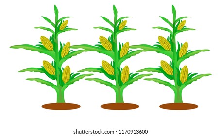 Maize Plant Green Leaves Vector File Stock Vector (Royalty Free) 1693928254