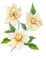 Beautiful Yellow Gardenia (cape Jasmine) Flower On A Twig With Green Leaves. Tropical Flower Isolated On White Background. Watercolor Painting. Hand Painted Botanical Illustration.