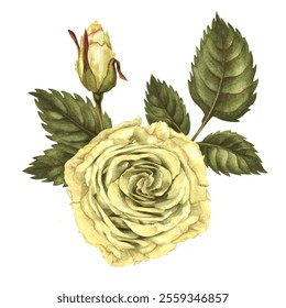 Beautiful yellow rose, bud, green leaves, flower stems isolated on white background. Watercolor illustration template for wedding, birthday, mother's day, gift, wallpaper, stickers, scrapbooking - Powered by Shutterstock