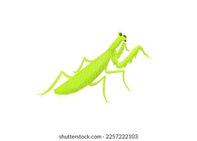 Beautifull    cute green mantis ilustration 