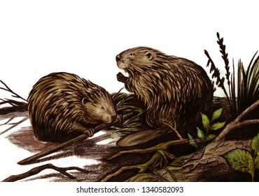 beavers hand drawing